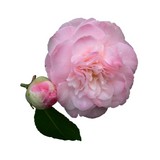 Camellia Essentials - Moisturizer