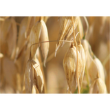 Delicate Care Essentials - Moisturizer