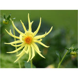 Delicate Glow - Clarifying Toner