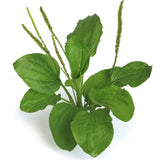 Wonder Weed - Plantain Infused Ointment