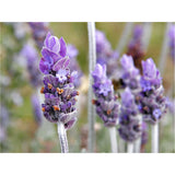 Lavender Glow - Clarifying Toner