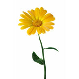 Baby Face - Moisturizer