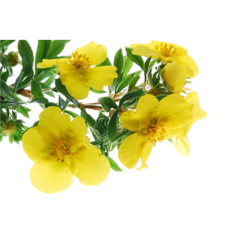 Evening Primrose Facial Oil